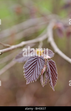 Hasel (Corylus maxima 'Purpurea') Stockfoto