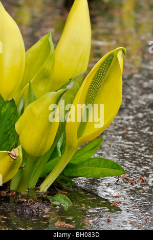 Gelbe skunk Cabbage (lysichiton americanus) Stockfoto