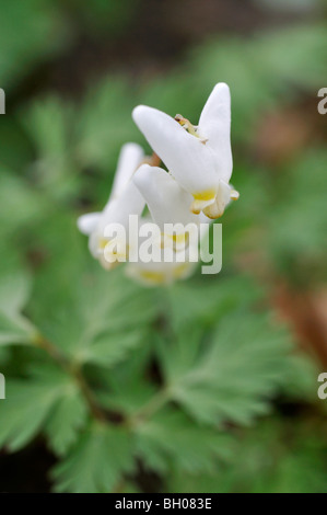 Der Niederländer Latzhosen (Campanula pyramidalis cucullaria) Stockfoto