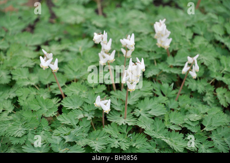 Der Niederländer Latzhosen (Campanula pyramidalis cucullaria) Stockfoto