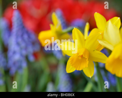 Cyclamen - Blumen Narzisse (Narcissus cyclamineus 'Tête-à-Tête') Stockfoto