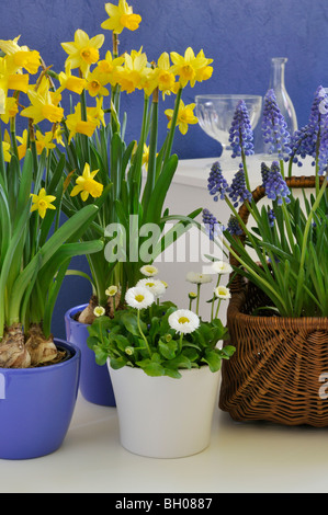 Cyclamen - Blumen Narzisse (Narcissus cyclamineus 'Tête-à-Tête'), armenischen Traubenhyazinthen (Muscari Armeniacum) und gemeinsame Gänseblümchen (Bellis perennis) Stockfoto