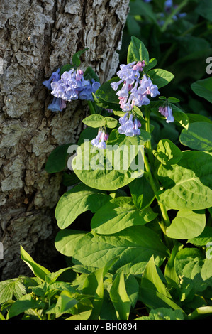 Virginia bluebells (mertensia virginica) Stockfoto