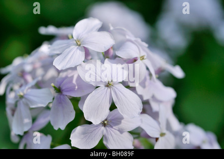 Mehrjährig Ehrlichkeit (Lunaria rediviva) Stockfoto