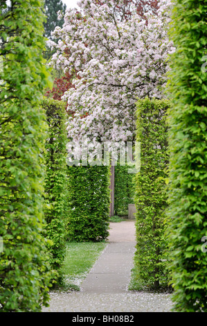 Gemeinsame Hainbuche (Carpinus betulus), Crab Apple (Malus) Stockfoto