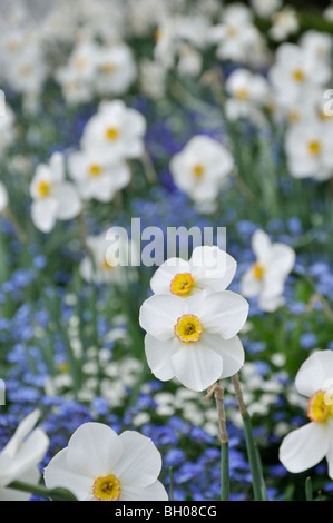 Der dichter Narzisse (Narcissus poeticus) Stockfoto