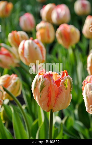 Papagei Tulpe (Tulipa apricot Parrot) Stockfoto