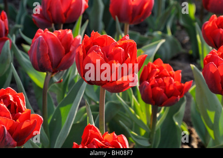 Doppel späte Tulpe (tulipa Onkel Tom) Stockfoto