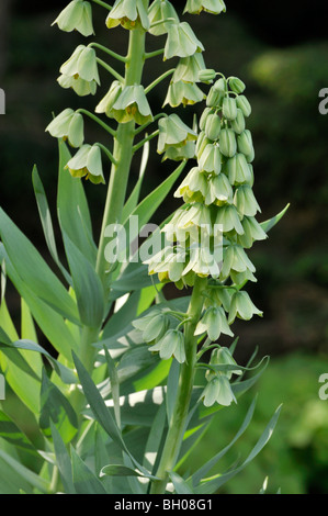 Persische Glocken (fritillaria persica "Elfenbein Glocken') Stockfoto