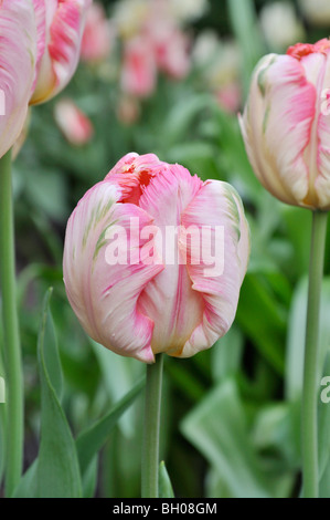 Papagei Tulpe (Tulipa apricot Parrot) Stockfoto