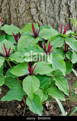 (Giant trillium Trillium chloropetalum) Stockfoto