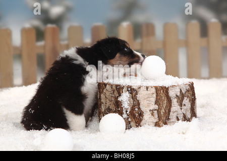 Australian Shepherd, Black-Tri, Welpen, 6 Wochen / Schneeball Stockfoto