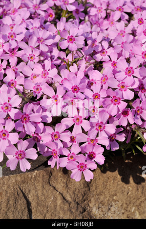 Moss Phlox (Phlox subulata) Stockfoto