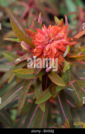 Fireglow Wolfsmilch (Euphorbia griffithii 'fireglow') Stockfoto