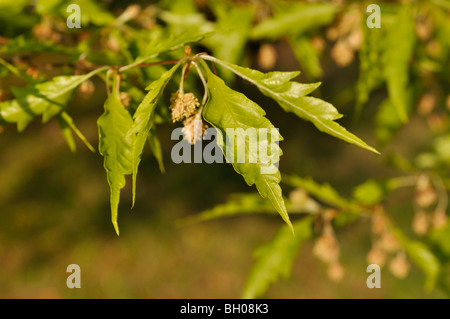 Cutleaf Buche (Fagus sylvatica 'Baumannii') Stockfoto