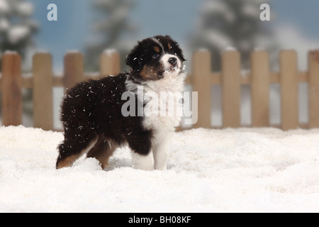 Australian Shepherd, Black-Tri, Welpen, 6 Wochen Stockfoto