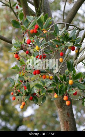 Killarney Erdbeerbaum, Arbutus, Erdbeerbaum, Erdbeere Madrone-Erdbeerbaum, Arbutus Madrid F. Rubra, Ericaceae. Stockfoto