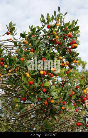 Killarney Erdbeerbaum, Arbutus, Erdbeerbaum, Erdbeere Madrone-Erdbeerbaum, Arbutus Madrid F. Rubra, Ericaceae. Stockfoto