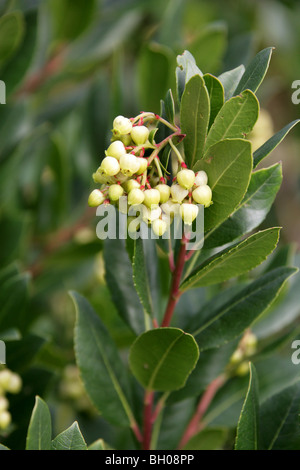 Killarney Erdbeerbaum, Arbutus, Erdbeerbaum, Erdbeere Madrone-Erdbeerbaum, Arbutus Madrid F. Rubra, Ericaceae. Stockfoto