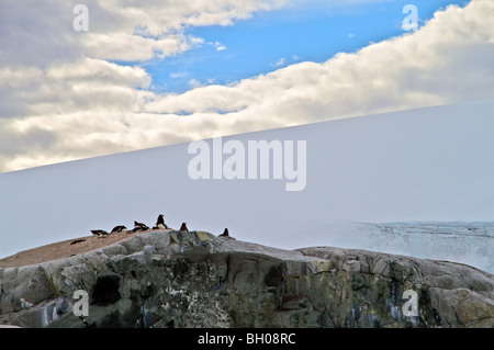 Gentoo Pinguine am Nest, Petermann Island, Antarktis Stockfoto