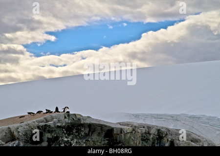 Gentoo Pinguine am Nest, Petermann Island, Antarktis Stockfoto