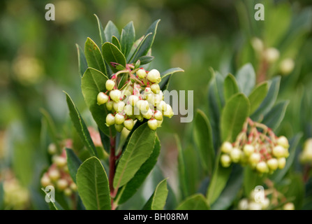 Killarney Erdbeerbaum, Arbutus, Erdbeerbaum, Erdbeere Madrone-Erdbeerbaum, Arbutus Madrid F. Rubra, Ericaceae. Stockfoto