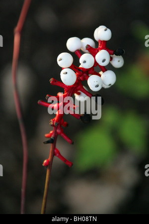 Baneberry, Puppenaugen, Puppenhaus-Augen, weiße Baneberry, White Cohosh, weißen Puppen Augen, Actaea Pachypoda, Butterblume Stockfoto