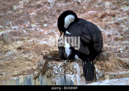 Rock vögelt am Nest, Petermann Island, Antarktis (Phalacrocorax Magellanicus). Stockfoto