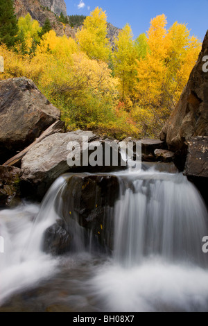 Herbstfarben entlang Bear Creek in den San Juan Mountains in der Nähe von Ouray, Colorado. Stockfoto