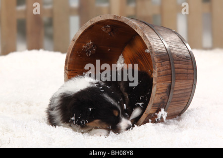 Australian Shepherd, Black-Tri, Welpen, 6 Wochen Stockfoto