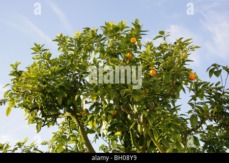 Bitter Orange, auch bekannt als Sevilla Orange, saure Orange und Bigarade Orange Marmelade Orange, Citrus Aurantium, Rutaceae Stockfoto