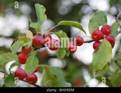 Sibirischer Holzapfel, Malus Baccata, Rosengewächse, Ost-Asien, Nord-Zentral-China. Essbare rote und gelbe Früchte. Stockfoto