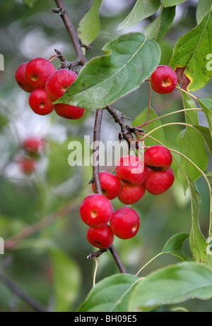 Sibirischer Holzapfel, Malus Baccata, Rosengewächse, Ost-Asien, Nord-Zentral-China. Essbare rote und gelbe Früchte. Stockfoto