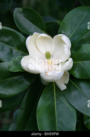 Swamp Bay, Magnolie Virginiana, Magnoliaceae, Nord-Ost und Süd-Ost-USA, Nordamerika. Auch bekannt als Zwerg Sweet Bay Magnolia. Stockfoto