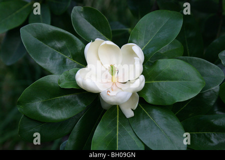 Swamp Bay, Magnolie Virginiana, Magnoliaceae, Nord-Ost und Süd-Ost-USA, Nordamerika. Auch bekannt als Zwerg Sweet Bay Magnolia. Stockfoto