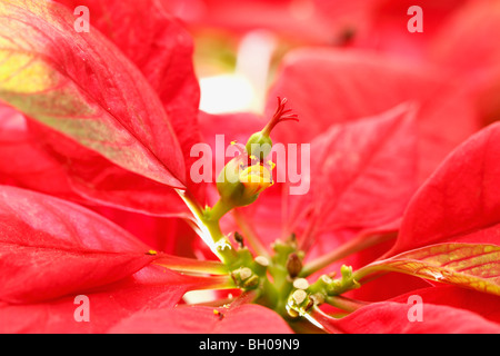 Weihnachtsstern Pflanze Euphorie Pulcherrima Nahaufnahme Makro, embryonale  Shooting Knospe Blume (rote Pflanze). Niemand Stockfotografie - Alamy