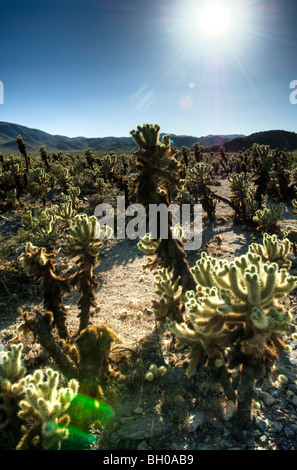 Ein Feld von Cholla Kakteen, im Joshua Tree National Park. Stockfoto