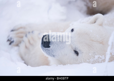 Eisbär (Ursus Maritimus) Stockfoto