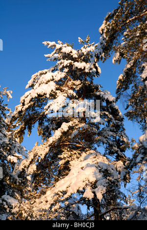 Eine feine winterliche Szene auf der verschneiten Kiefer, Pinus Sylvestris, stehend im Wald am Nachmittag leichte. Porvoo, Finnland, Stockfoto