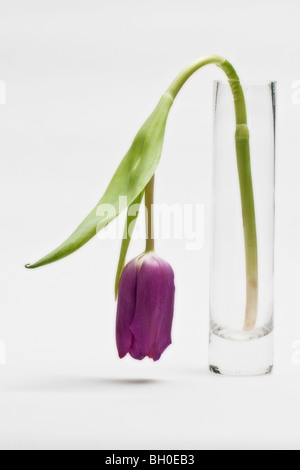 Tulpe in Glasvase Stockfoto