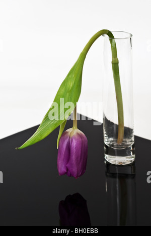 Tulpen in Vase welke Stockfoto