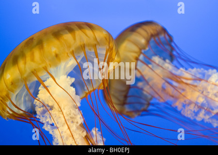 Nahaufnahme des Pazifischen Meer Brennnessel Quallen in einem aquarium Stockfoto