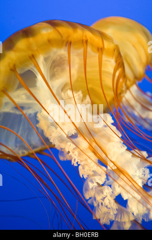 Nahaufnahme des Pazifischen Meer Brennnessel Quallen in einem aquarium Stockfoto