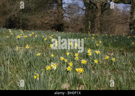 Wilde Narzissen in West Dean Stockfoto