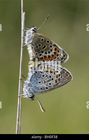 paar Silber besetzte blauer Schmetterlinge Paarung Stockfoto