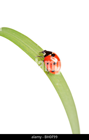Marienkäfer auf einem Blatt isoliert auf weißem Hintergrund Stockfoto