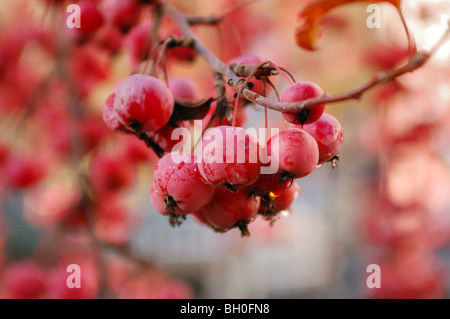 Ein Ast mit Haufen von reifen roten Früchten auf einem unscharfen Hintergrund Holzapfel Stockfoto