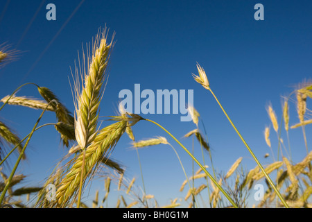 Ein Weizenernte in einem Feld in der kanadischen Prärie Stockfoto