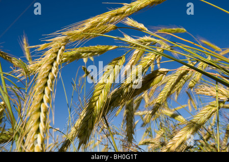 Ein Weizenernte in einem Feld in der kanadischen Prärie Stockfoto