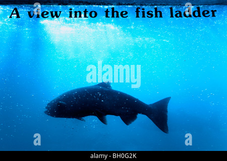 Lachs in der Fischtreppe, Bonneville Dam & Schlösser in den Columbia River Gorge, Großraum Portland, Oregon, USA Stockfoto